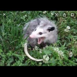 Meet your Posher, Martha